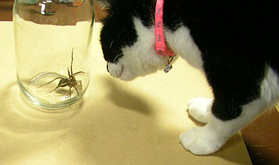 猫とガラス瓶にはいったクモ