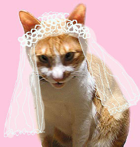 花嫁姿の雄猫