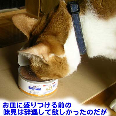 猫缶から直接食べようとする猫