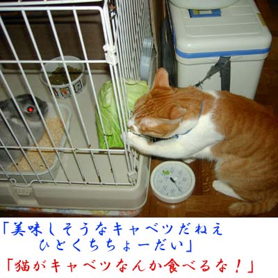ウサギ小屋のキャベツを盗み食いする猫