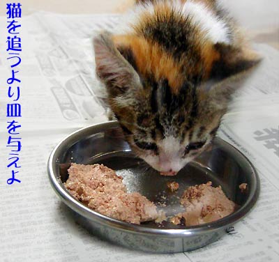 お皿から食べる子猫