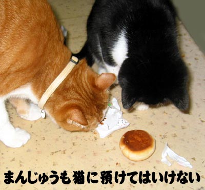 猫と饅頭