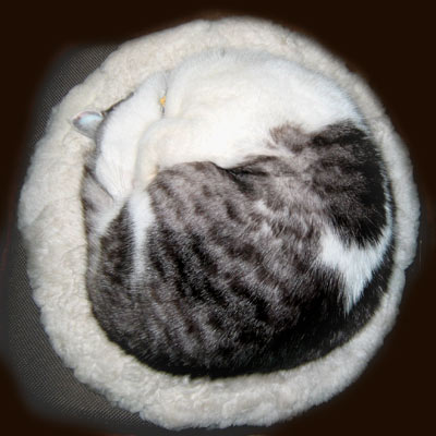 真ん丸に眠る猫