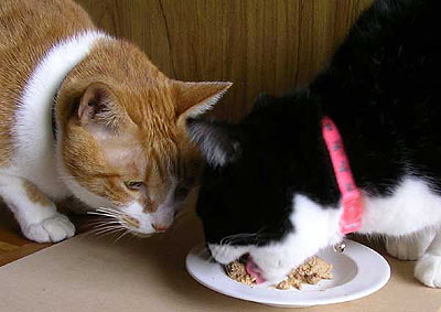 食べている猫をじっと見つめる猫