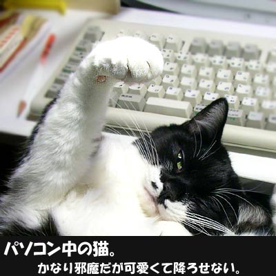 パソコンの邪魔をする猫
