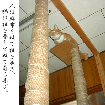 自作キャットタワーの上の猫