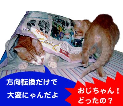 猫と子猫と紙袋