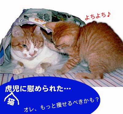 猫と子猫と紙袋