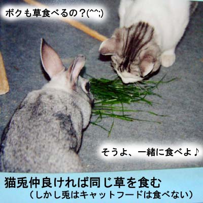 兎と一緒に草を食べる猫
