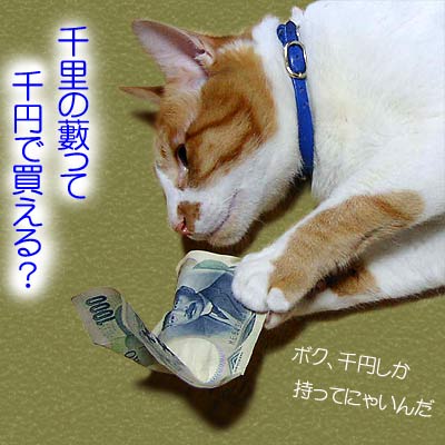 千円札を持った猫