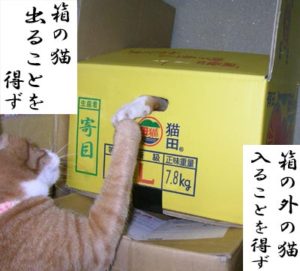 猫と箱