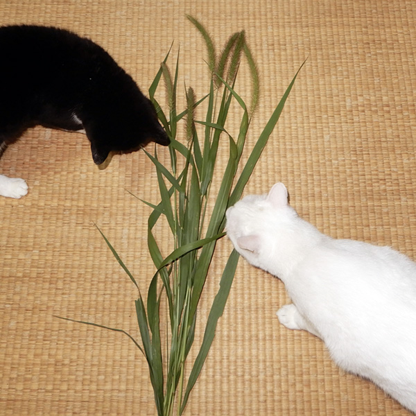 2107nekojarashi1.jpg