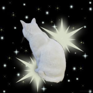 宇宙に浮かぶ白猫