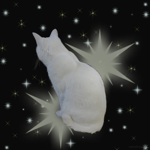 宇宙に浮かぶ白猫